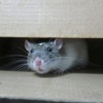 L’invasion des rats : Traitement et prévention